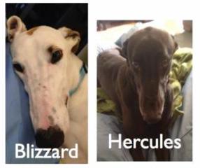 Looking for a new companion Adopt from Greyhound Angels